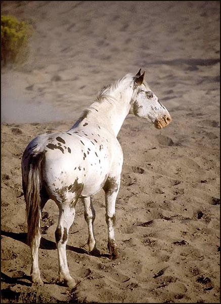 Appaloosa Horse03-standing on sandbed.jpg
