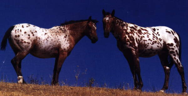 Horse6-Appaloosa Horses-pair on hill.jpg