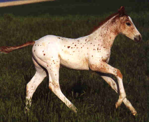 Speckl-Appaloosa Colt-Baby Horse-Runs.jpg