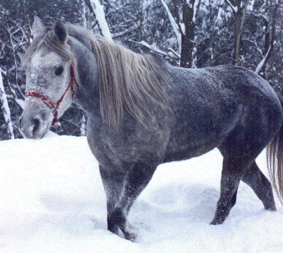 Anizra-Arabian Horse-walking in snow.jpg