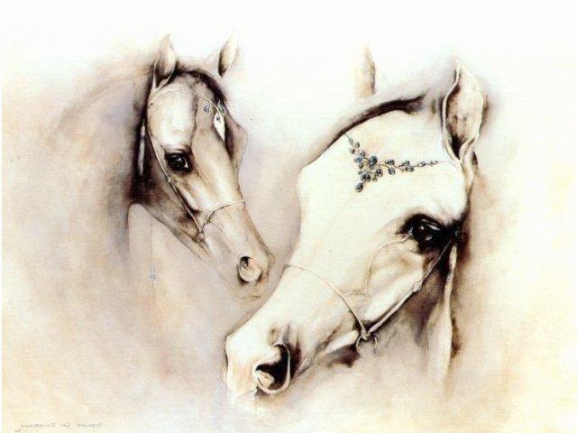 Arab foal-Arabian White Horses-faces closeup-painting.jpg