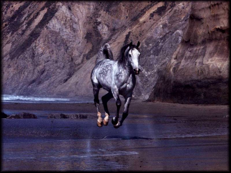 Arabian Dapple Gray Horse Waves Frozen in Time-Beach Run.jpg