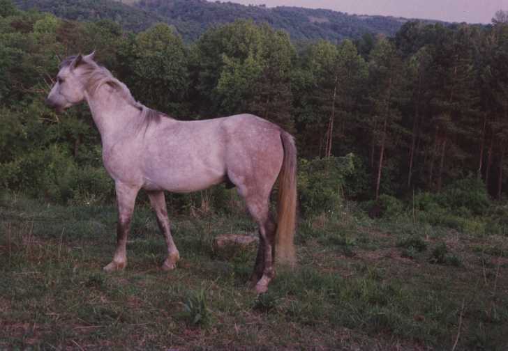 Arabian Horse 012.jpg