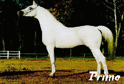 Arabian Stallion-Gray Horse-Primo.jpg
