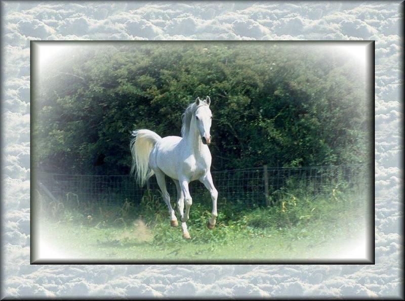 Arabian White Horse-Dream on cloud9.jpg