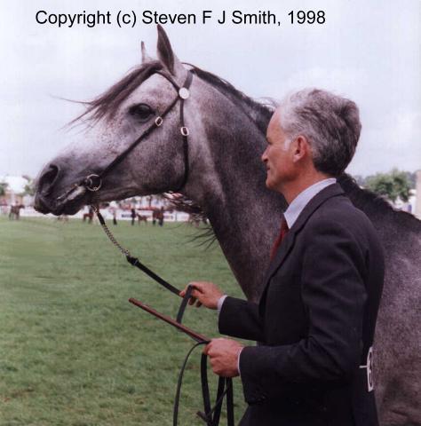 Sisyrinchium-Arabian Stallion-Horse.jpg
