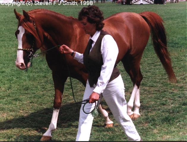 What Name1-Arabian Stallion-Brown Horse.jpg