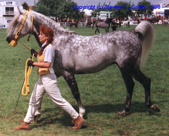 What Name2-Arabian Stallion-Dapple Gray Horse.jpg