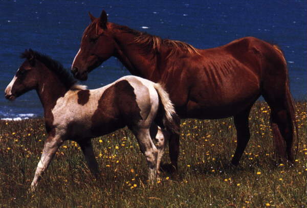 Horse7-Brown mom and Bay Tobiano foal-horses.jpg