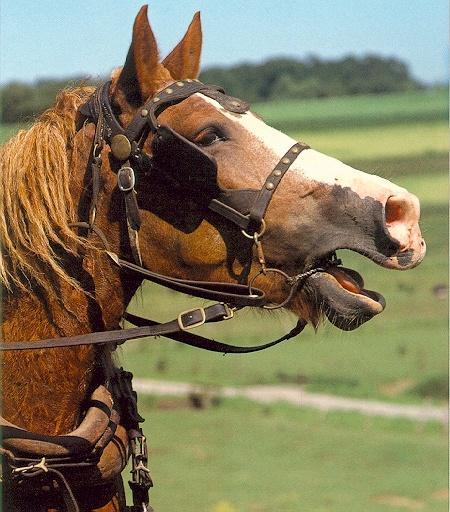 Belgian Horse1-Head.jpg