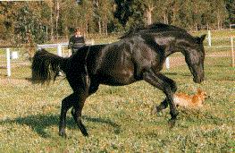 Black Arabian Horse-Jumping With Brown Dog.jpg