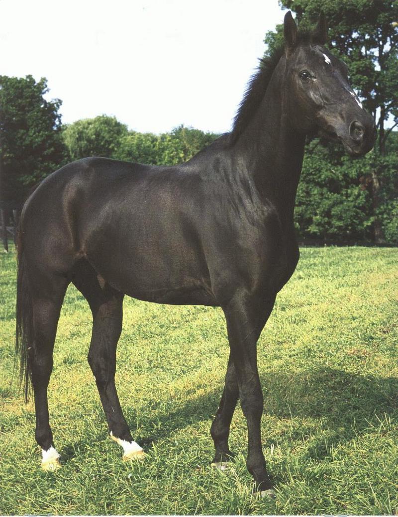 Black Horse On Grass Closeup.jpg