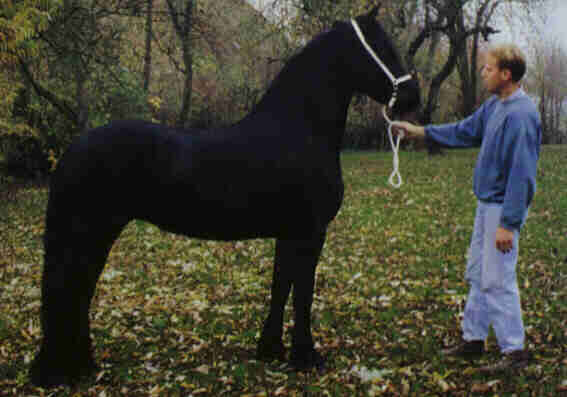Black Horse-friesian.jpg