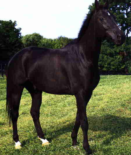 Horse5-Black Horse.jpg