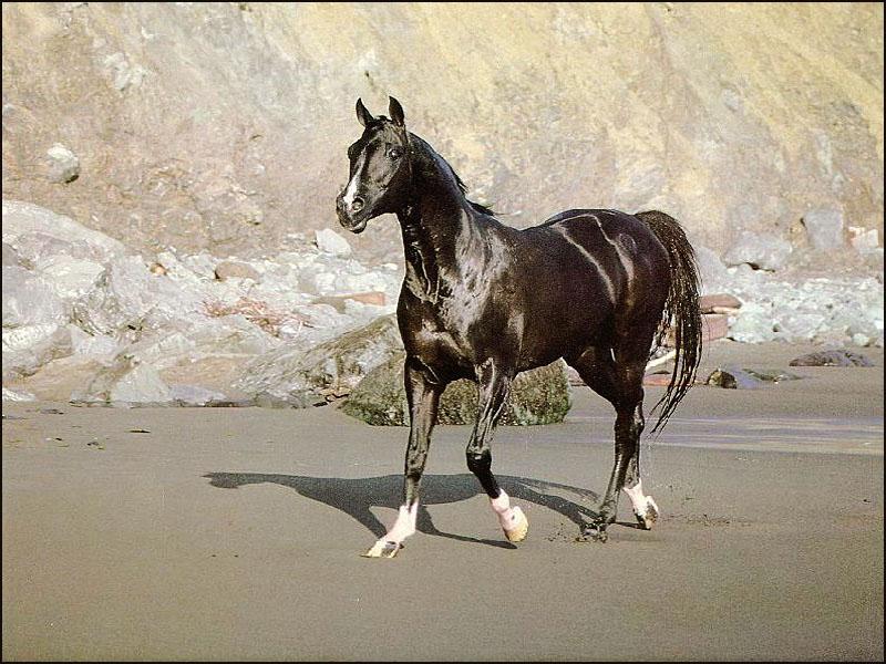 Wild Black Horse 01 Sea Shore.jpg