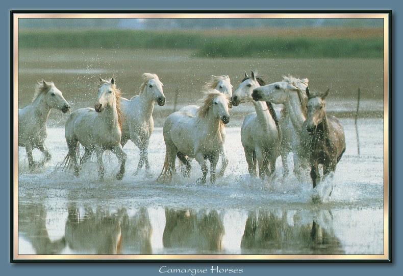 Wild Horses 002-Camargue Horses Herd-Run-In Stream.jpg