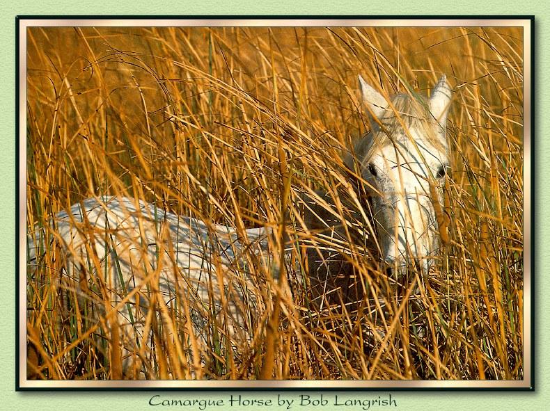 Wild Horses 004-Camargue Horse-Hidden In Grass.jpg