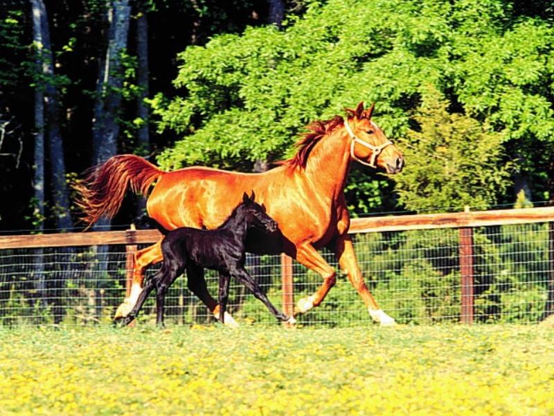 Chestnut Mare and Black Foal at Canter.jpg