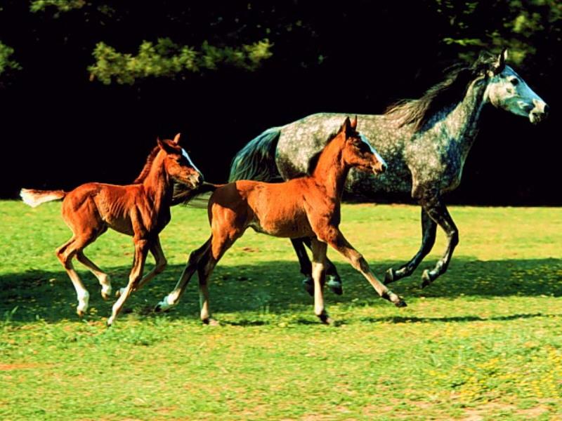 Grey Mare  Chestnut Foal and Bay Foal.jpg