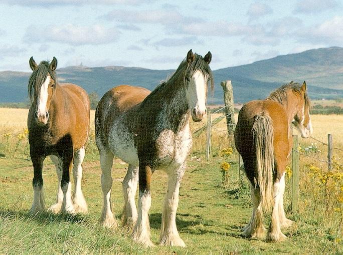 Clydesdale3-3 Domestic Horses.jpg
