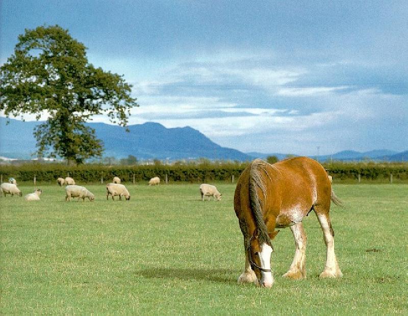 Horse-Clydesdale-With Sheep Herd.jpg