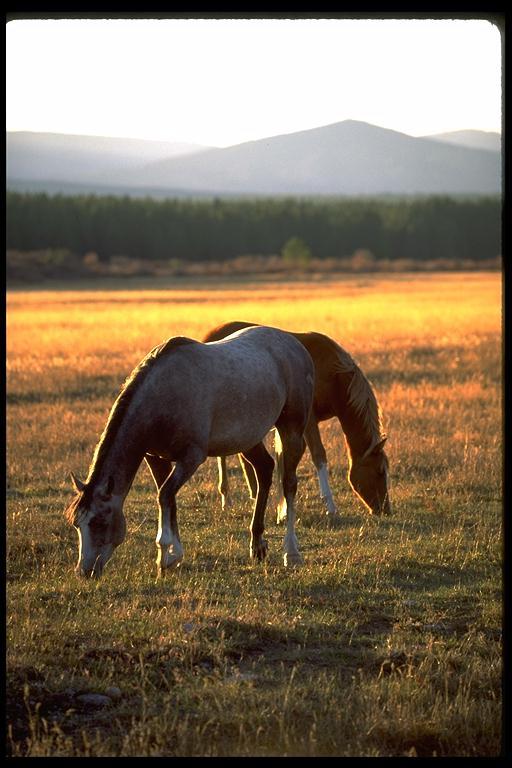 2 horses-Brown and Dapple Gray Horse-stuck-together.jpg