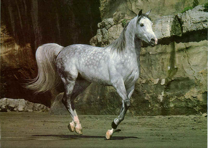 Arabian Dapple Gray Horse 03-Runs-Cliff.jpg