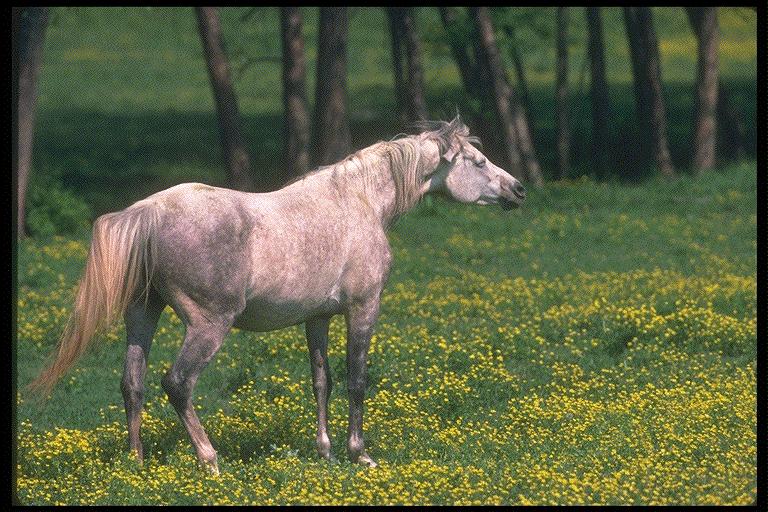 Arabian025-Dapple Gray Horse.jpg