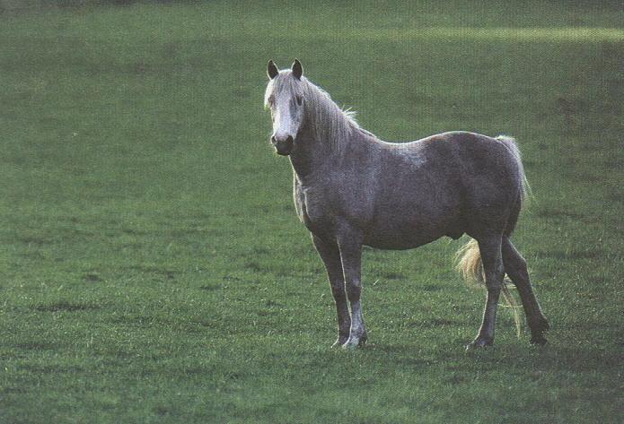 Dapple Gray Horse 12d.jpg