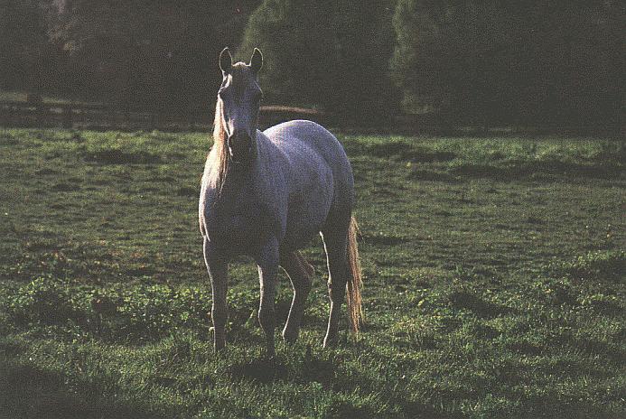 Dapple Gray Horse 29h.jpg