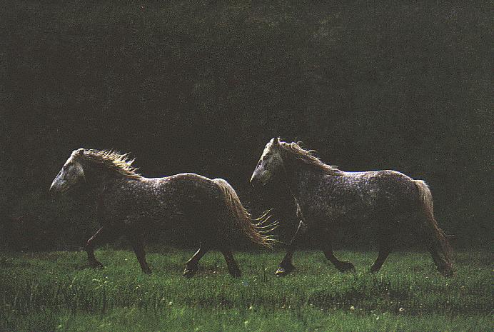 Deep Dapple Gray Horses 29d.jpg