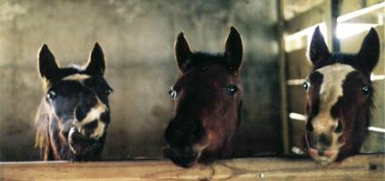 3 Horses Heads-3 foals.jpg
