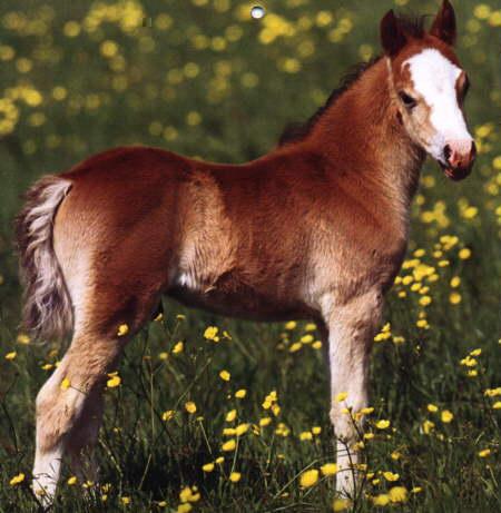Horse2-Brown Baby Horse-On flower field.jpg