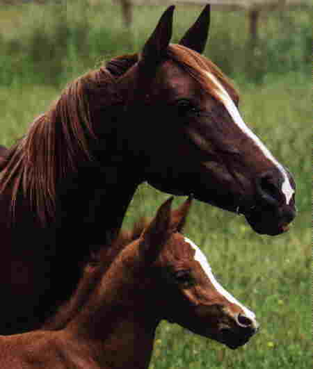 Horse8-Brown Horses-Mom and young.jpg
