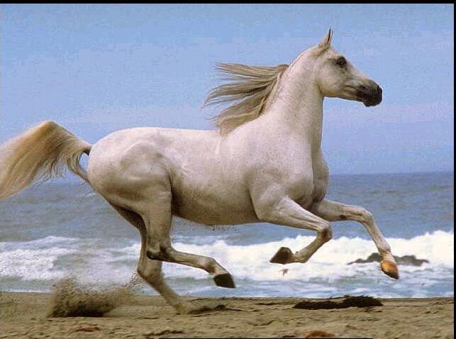 Gray Horse06-Beach Run.jpg