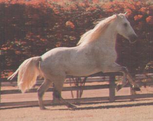 Gray Horse-Cavalo3.jpg