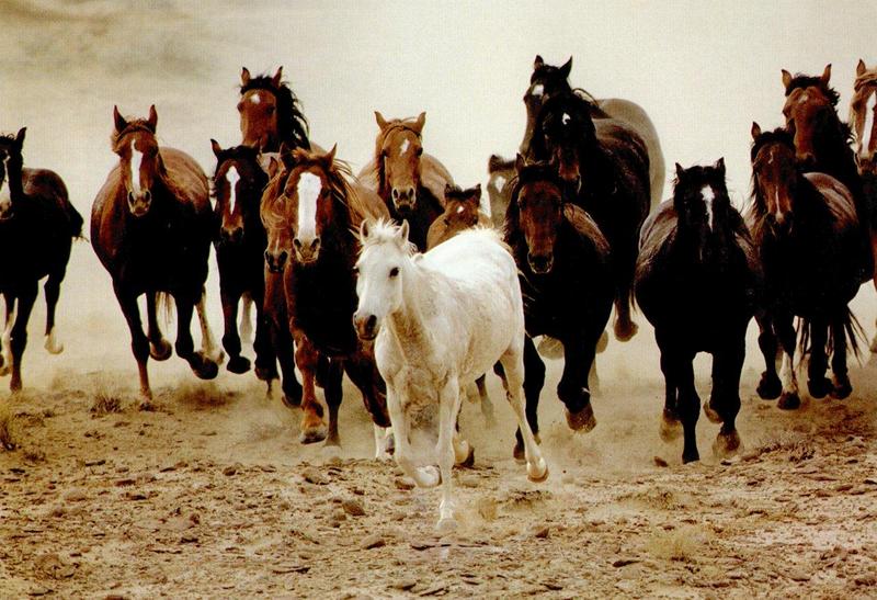 Gray Horse-leading Brown Horses herd-Running.jpg