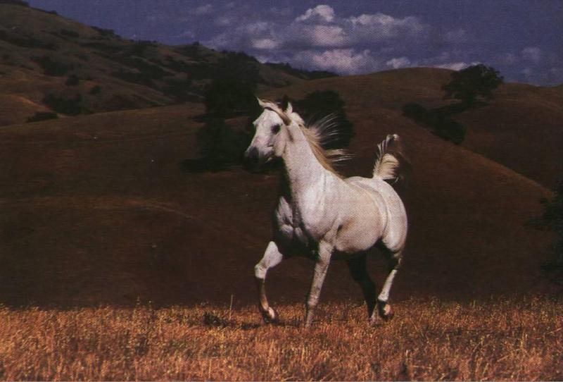 horse10d-Gray Horse-Running Autumn Grass Field.jpg