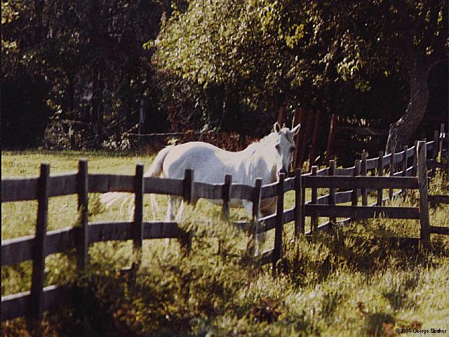 lonehorse-Gray Horse-By the fence.jpg