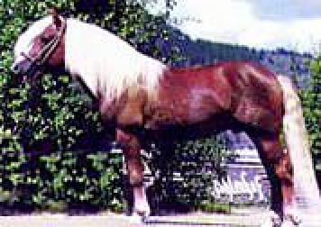 Haflinger-White Maned Horse-h9.jpg