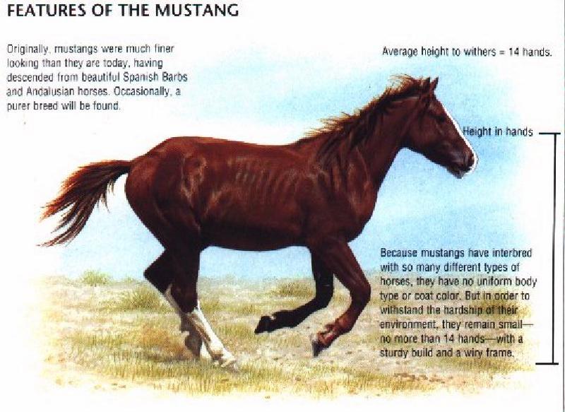 Horse-Mustang-Feature Sheet.jpg