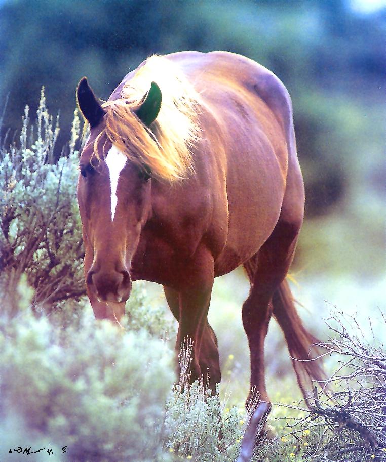 Mustang-Brown Domestic Horse-walking in bush.jpg