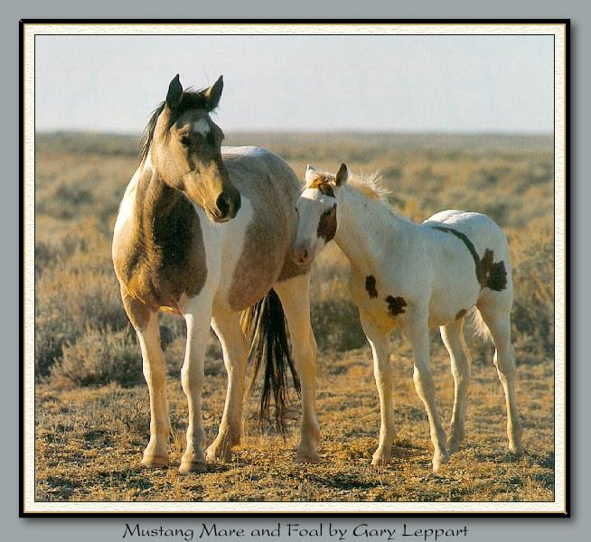 Wild Horses 001-Mustang-Mare and Foal.jpg