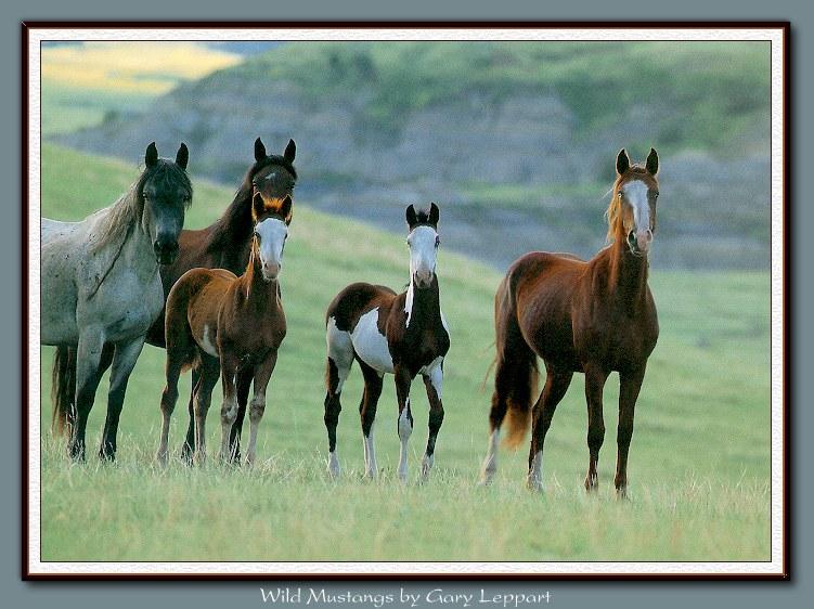 Wild Horses 003-Mustangs Family-On Plain.jpg