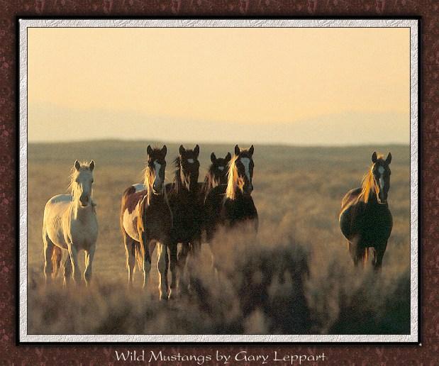 Wild Horses 009-Mustangs-Lineup-On Plain.jpg