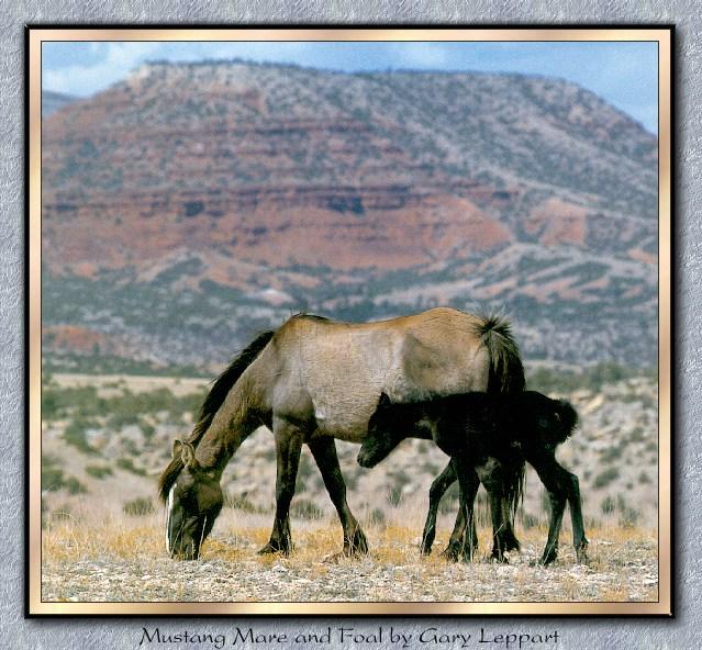 Wild Horses 010-Mustangs-Mare and Foal-Eating Grass-On Plain.jpg