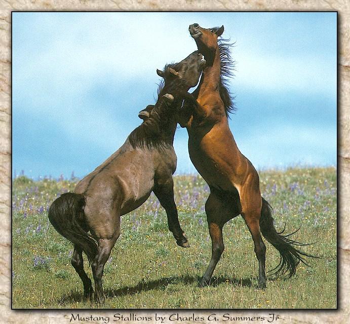 Wild Horses 012-Mustang Stallions-Competing.jpg