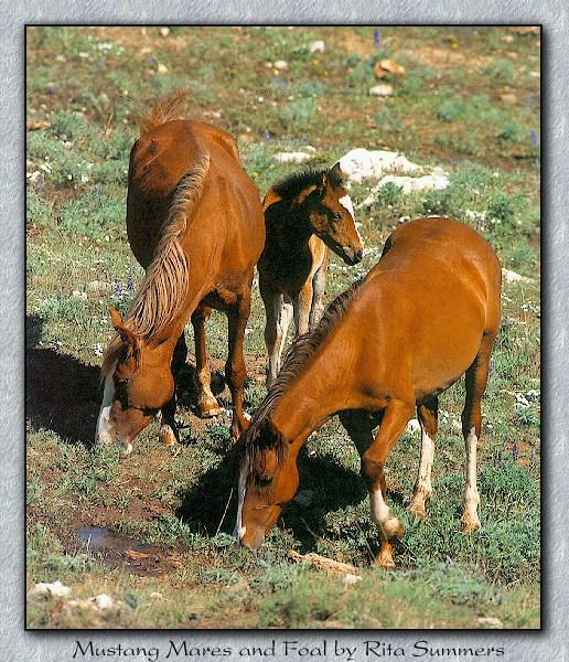 Wild Horses 013-Mustangs-Mares and Foal.jpg