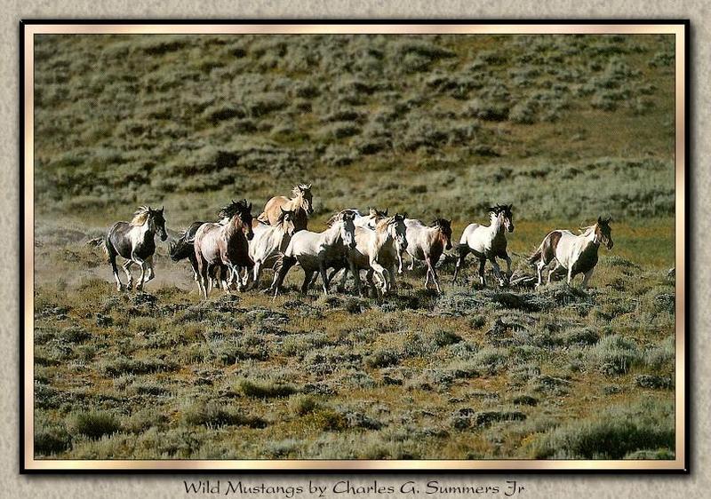 Wild Horses 014-Mustangs Herd-Run.jpg