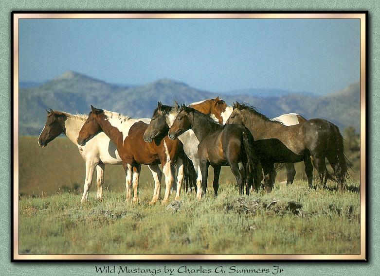 Wild Horses 015-Mustangs Herd-On Plain Hill.jpg